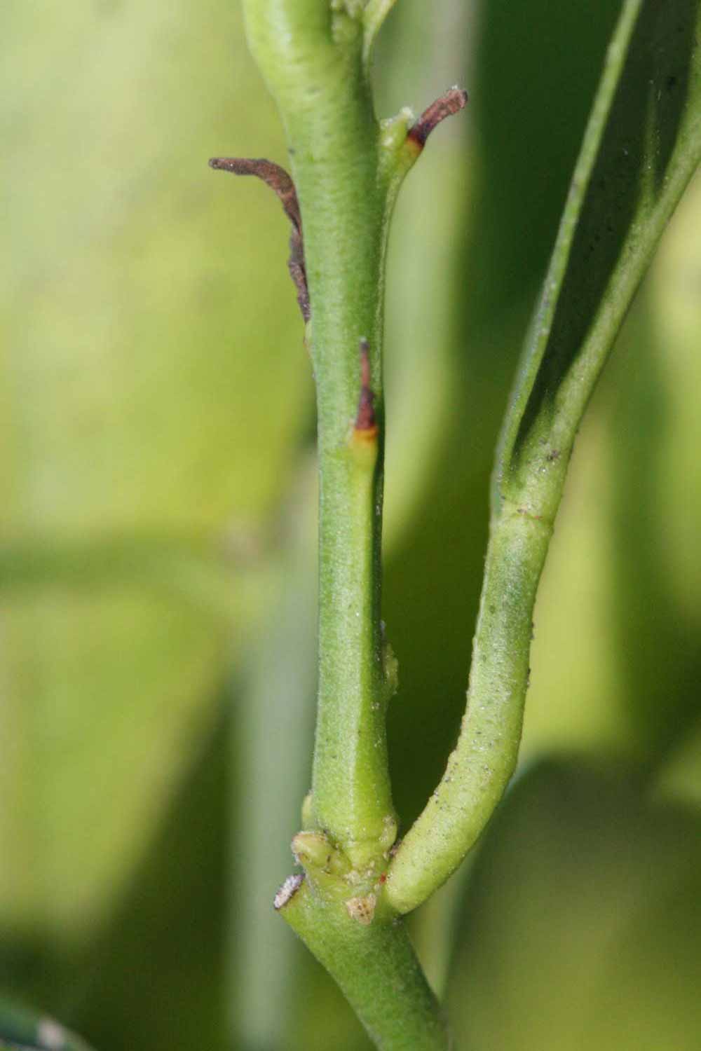            First year twig (Sanguinelli, Riverside, CA)   